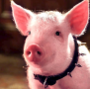 sluttypig